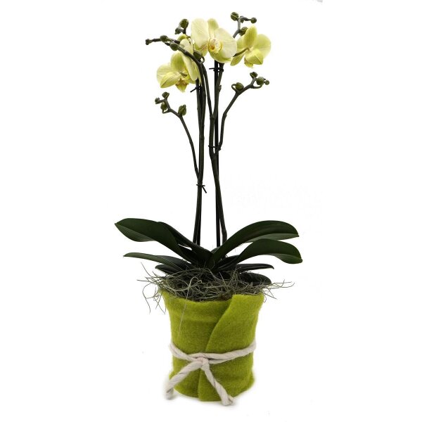 Orchidee, incl. natürlicher Dekoration und Filzmanschette  im Wert von 34,80 Euro gelb Filzmanschette in gün