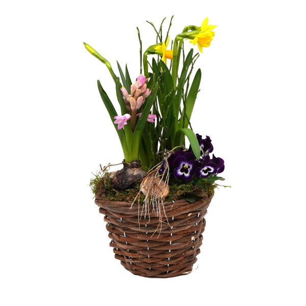 Frühlingskorb rund, mit farbenfroher Frühlingsbepflanzung Größe S, ca. 15cm im Durchmesser