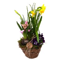 Fr&uuml;hlingskorb rund, mit farbenfroher Fr&uuml;hlingsbepflanzung Gr&ouml;&szlig;e S, ca. 15cm im Durchmesser