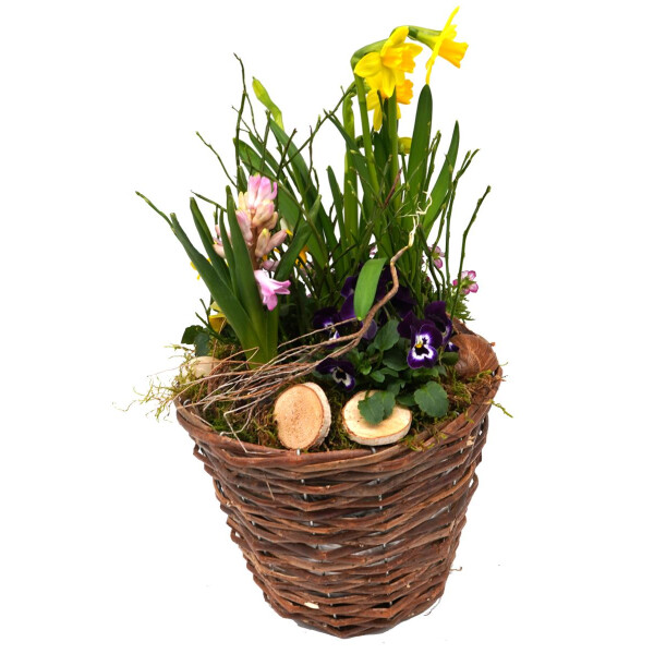 Frühlingskorb rund, mit farbenfroher Frühlingsbepflanzung Größe L, ca. 22cm im Durchmesser