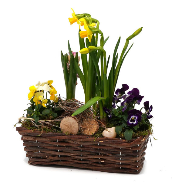 Frühlingskorb rechteckig, mit farbenfroher Frühlingsbepflanzung Größe S, ca. 25 x 10cm