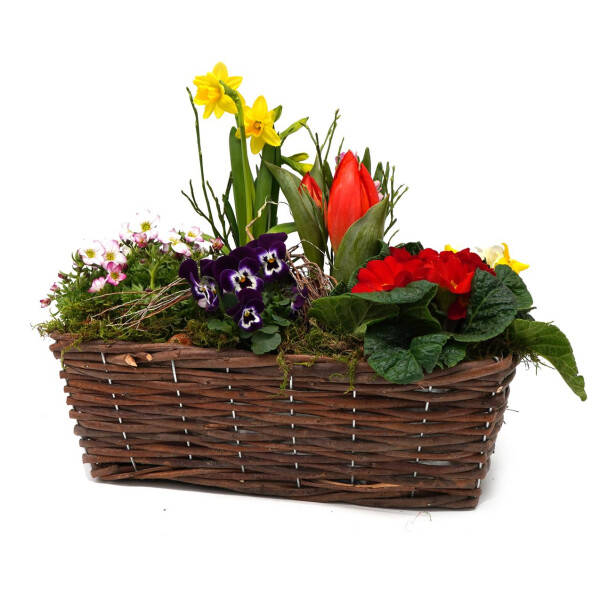 Frühlingskorb rechteckig, mit farbenfroher Frühlingsbepflanzung Größe L, ca. 33 x 18cm