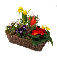 Fr&uuml;hlingskorb rechteckig, mit farbenfroher Fr&uuml;hlingsbepflanzung Gr&ouml;&szlig;e L, ca. 33 x 18cm