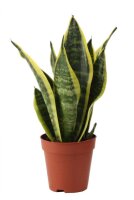 Sanseveria, (Sanseveria laurentii), Sorte: Superba, ca....