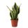 Sanseveria, (Sanseveria laurentii), Sorte: Superba, ca. 30cm hoch, 9cm Topf