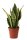 Sanseveria, (Sanseveria laurentii), Sorte: Superba, ca. 30cm hoch, 9cm Topf