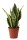 Sanseveria, (Sanseveria laurentii), Sorte: Superba, ca. 40cm hoch, 12cm Topf