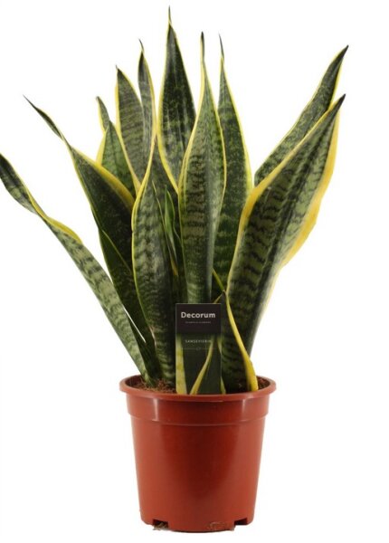 Sanseveria, (Sanseveria laurentii), Sorte: Superba, ca. 45cm hoch, 14cm Topf