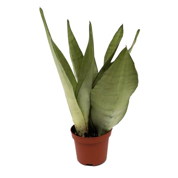 Sanseveria, (Sanseveria Moonshine), ca. 30cm hoch, 9cm Topf