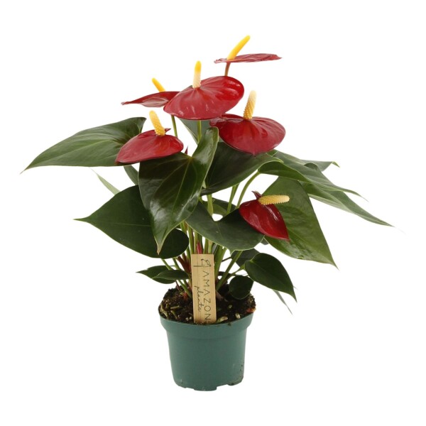 Mini Flamingoblume, (Anthurium), Sorte: Red Champion, im 9cm Topf