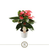 Mini Flamingoblume, (Anthurium), Sorte: Pink Champion, im...