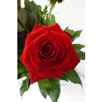 Langstielige rote Rosen, mit gr&uuml;n aufgebunden Gr&ouml;&szlig;e M