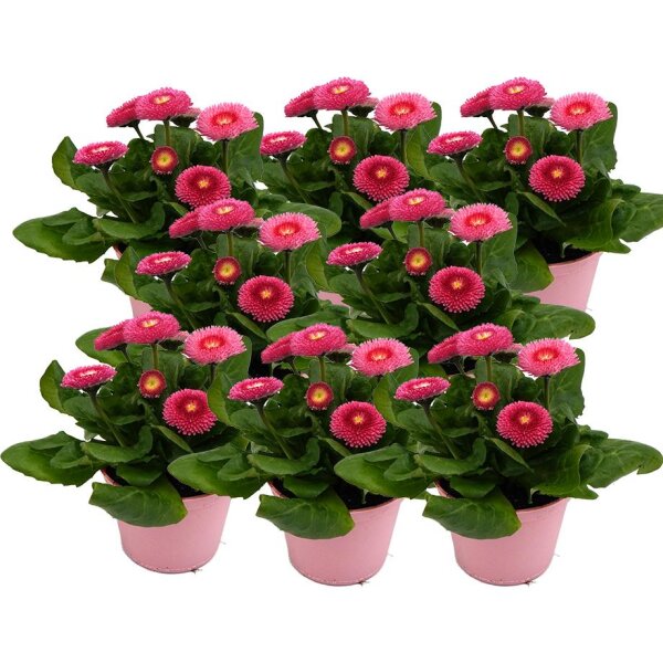 Gänseblümchen gefüllt blühend, rosa,...