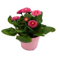 G&auml;nsebl&uuml;mchen gef&uuml;llt bl&uuml;hend, rosa, im 10cm Topf (8 Pflanzen im Set)