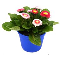 G&auml;nsebl&uuml;mchen gef&uuml;llt bl&uuml;hend, weiss-rosa "Erdbeersahne", im 10cm Topff (8 Pflanzen im Set)