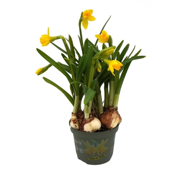 Zwerg Narzisse, (Narcissus), im 10cm Topf, Farbe: gelb,...