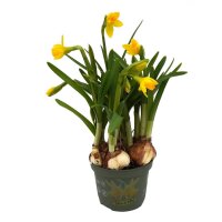 Zwerg Narzisse, (Narcissus), im 10cm Topf, Farbe: gelb,...