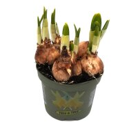 Zwerg Narzisse, (Narcissus), im 10cm Topf, Farbe: gelb,...