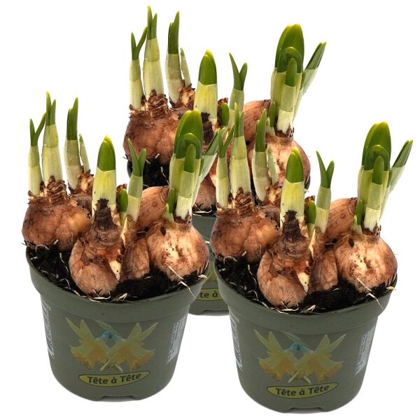 Zwerg Narzisse gelb, Sorte: Tete à Tete, im 10cm Topf (3 Pflanzen im Set)