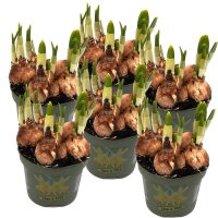 Zwerg Narzisse gelb, Sorte: Tete à Tete, im 10cm...