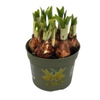 Narzisse, (Narcissus), Sorte: Bridal Crown, im 12cm Topf