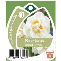 Narzisse, (Narcissus), Sorte: Bridal Crown, im 12cm Topf