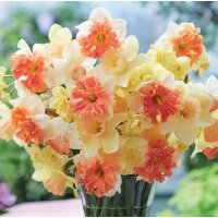 Narzisse, (Narcissus), Sorte: Bridal Crown, im 12cm Topf