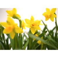 Narzisse, (Narcissus), Sorte: Bridal Crown, im 12cm Topf