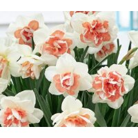 Narzisse, (Narcissus), Sorte: Bridal Crown, im 12cm Topf