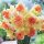 Narzisse, (Narcissus), Sorte: Bridal Crown, im 12cm Topf