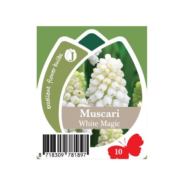 Traubenhyazinthe (Muscari), Sorte: Weiss (White Magic), im 10cm Topf