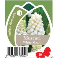 Traubenhyazinthe (Muscari), Sorte: Weiss (White Magic),...