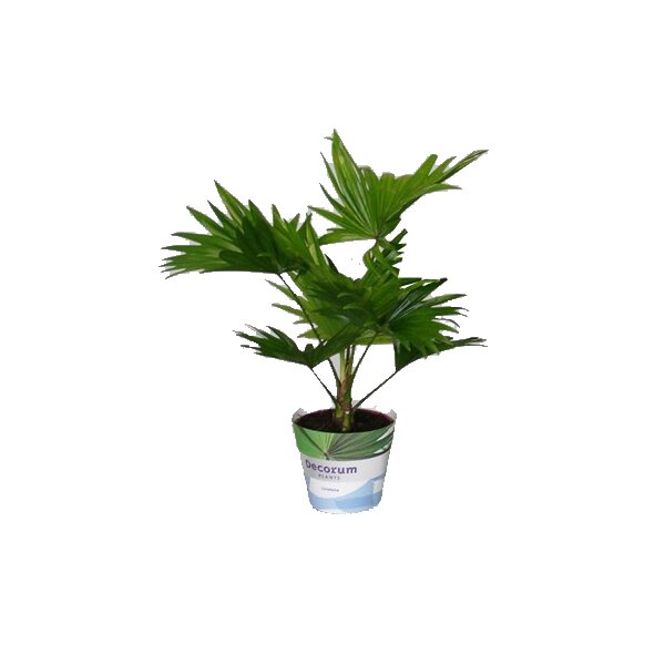 Australische Fächerpalme, (Livistona rotundifolia). ca. 35cm hoch, im 12cm Topf