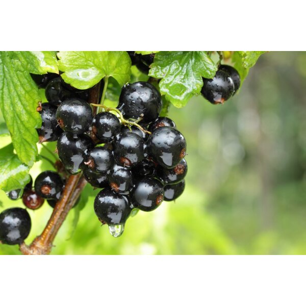 Schwarze Johannisbeere, (Ribes nigrum), Sorte: Ben Nevis, ca. 65cm hoch, im 14cm Topf