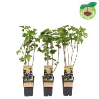 Schwarze Johannisbeere, (Ribes nigrum), Sorte: Ben Nevis, ca. 65cm hoch, im 14cm Topf