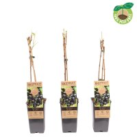 Schwarze Johannisbeere, (Ribes nigrum), Sorte: Ben Nevis, ca. 65cm hoch, im 14cm Topf