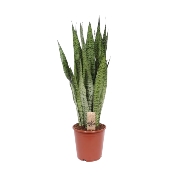 Sanseveria, (Sanseveria zeylanica), ca. 80cm hoch, 21cm Topf
