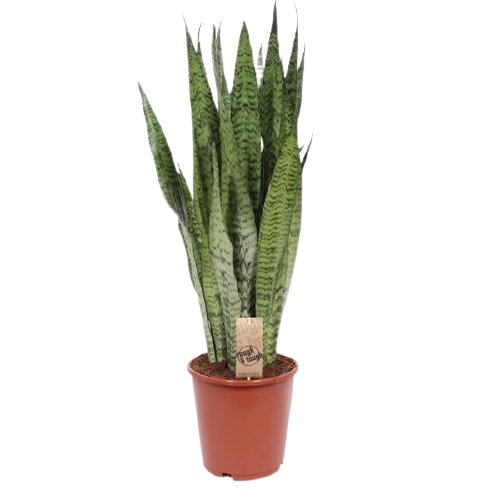 Sanseveria, (Sanseveria zeylanica), ca. 80cm hoch, 21cm Topf