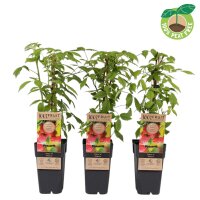 Sommer Himbeere, (Rubus idaeus), Sorte: Ottawa, ca. 65cm hoch, im 14cm Topf