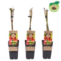 Sommer Himbeere, (Rubus idaeus), Sorte: Ottawa, ca. 65cm hoch, im 14cm Topf