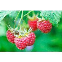 Sommer Himbeere, (Rubus idaeus), Sorte: Willamette, ca....