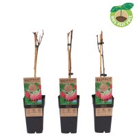 Sommer Himbeere, (Rubus idaeus), Sorte: Willamette, ca. 65cm hoch, im 14cm Topf