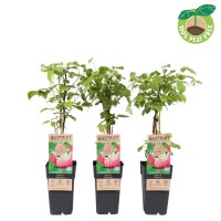 Sommer Himbeere, (Rubus idaeus), Sorte: Willamette, ca. 65cm hoch, im 14cm Topf
