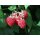 Sommer Himbeere, (Rubus idaeus), Sorte: Willamette, ca. 65cm hoch, im 14cm Topf