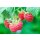 Sommer Himbeere, (Rubus idaeus), Sorte: Willamette, ca. 65cm hoch, im 14cm Topf