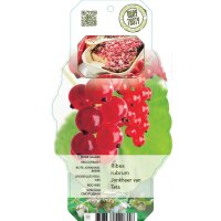 Rote Johannisbeere, (Ribes rubrum), Sorte: Jonkheer van...