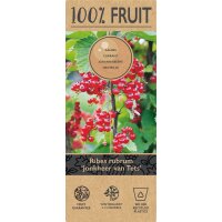 Rote Johannisbeere, (Ribes rubrum), Sorte: Jonkheer van Tets, ca. 65cm hoch, im 14cm Topf