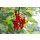 Rote Johannisbeere, (Ribes rubrum), Sorte: Jonkheer van Tets, ca. 65cm hoch, im 14cm Topf