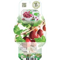 Rote Stachelbeere, (Ribes uva-crispa), Sorte: Captivator, ca. 65cm hoch, im 14cm Topf