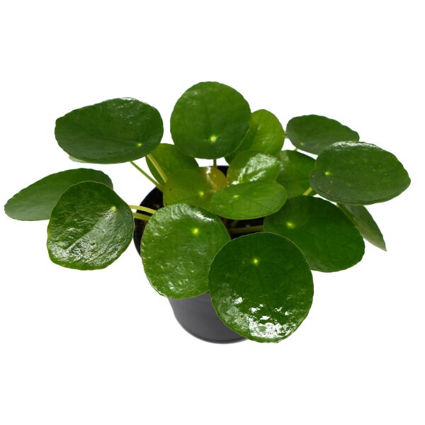 Glückstaler, (Pilea peperomioides), im 15cm Topf
